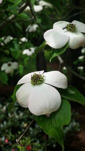Nature flowers white