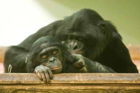 Mother and child zoo monkey child