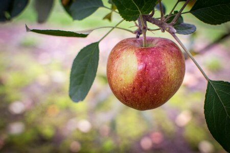 Apple tree fruit autumn photo