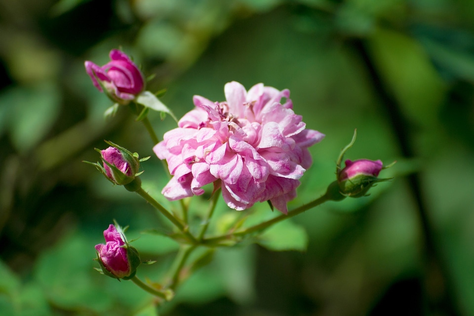 Blossoms nature plants