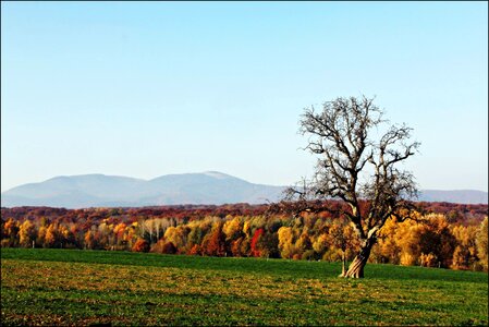 Tree alsace colors