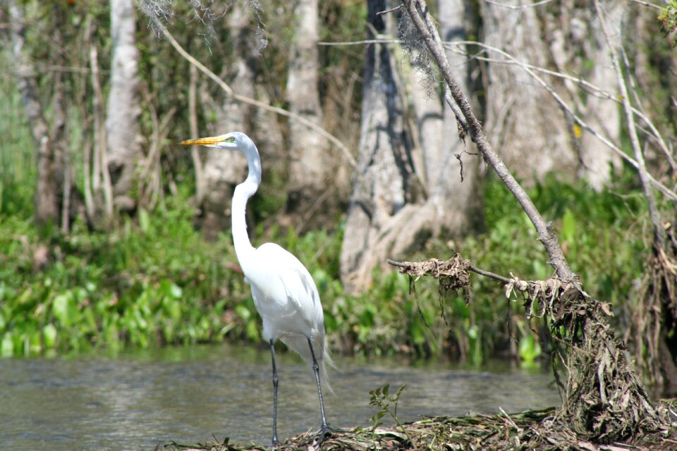 Nature wildlife wild