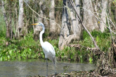 Nature wildlife wild