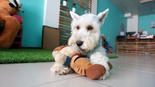 Free dog schnauzer doll