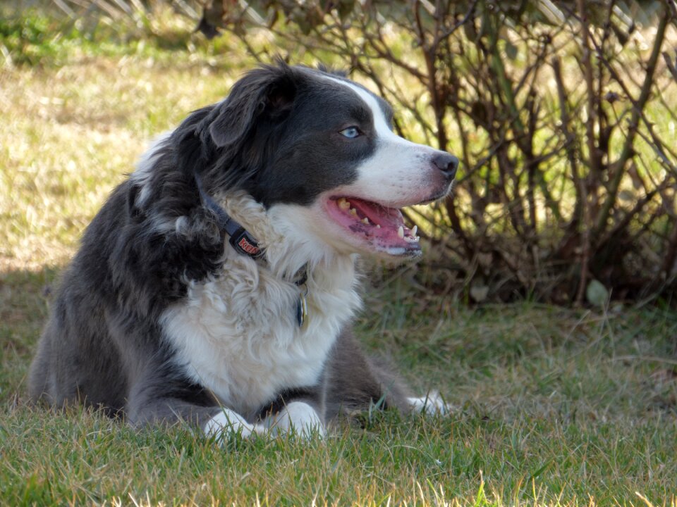 Australian collie pet