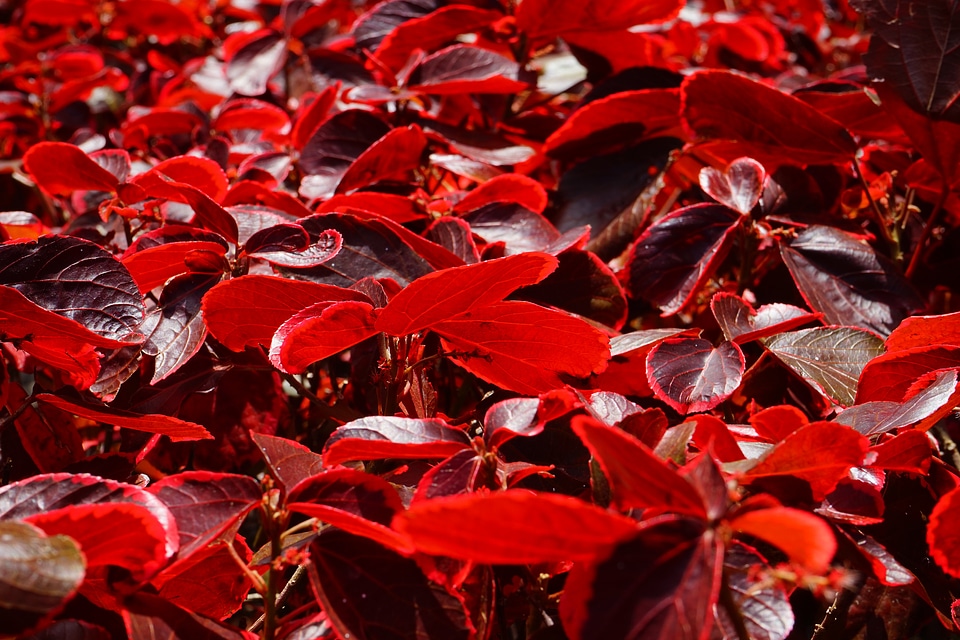 Bright red bush wine red