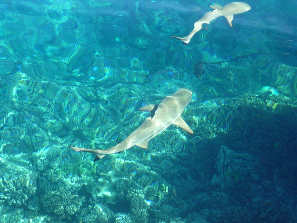 Underwater hai predator