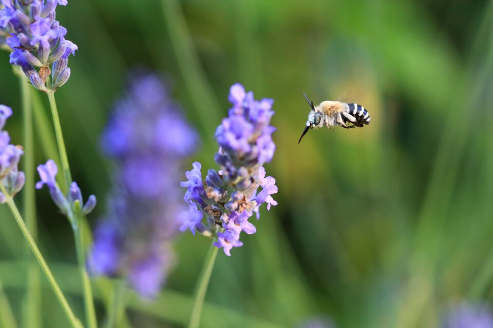 Macro nature forage