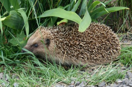 Garden wild animals look