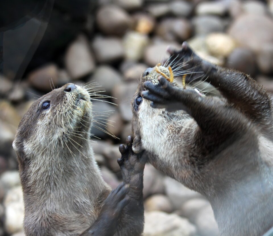 Feeding animal nature