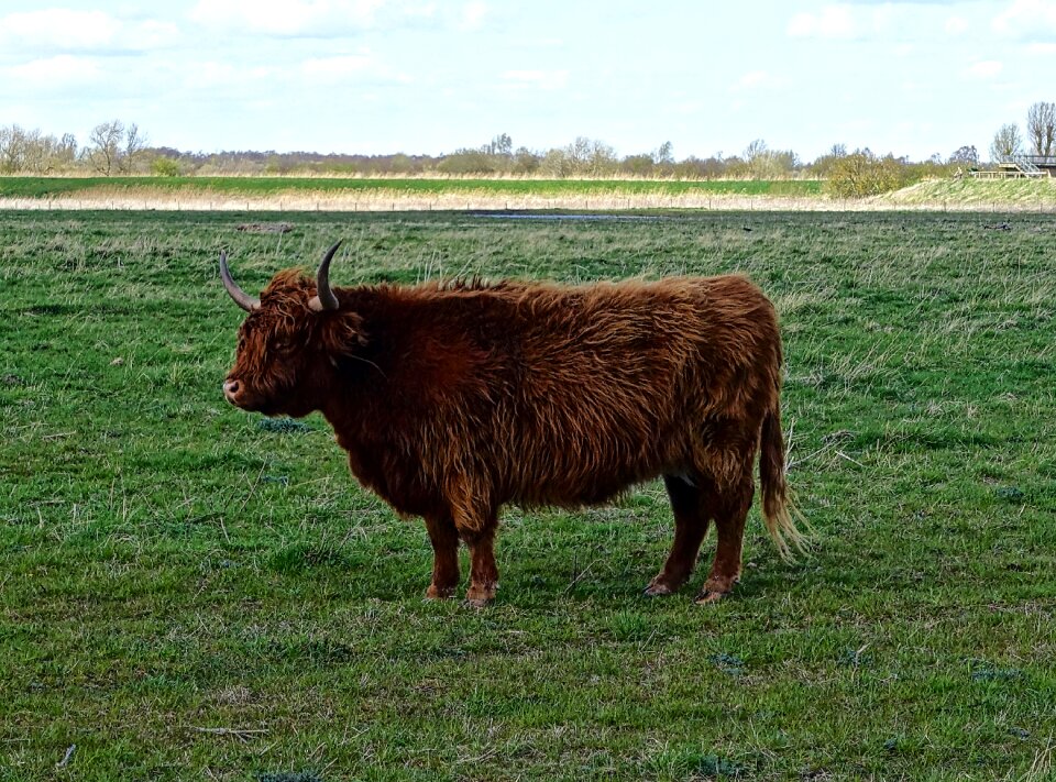 Hairy scottish brown photo