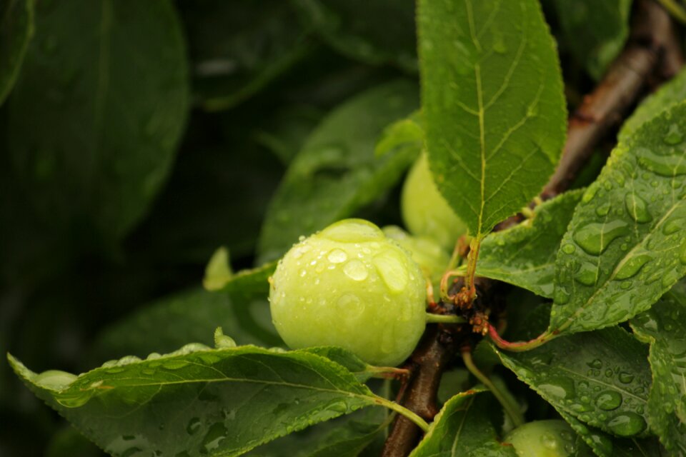 Rain drops green water