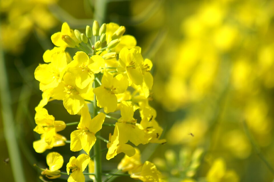 Yellow macro nature