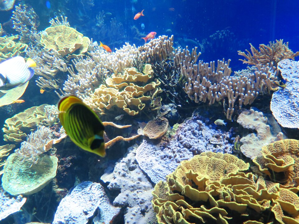 Aquarium monaco fish