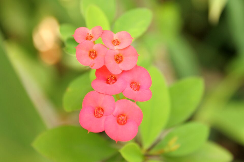 Nature flower pink