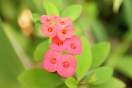 Nature flower pink photo