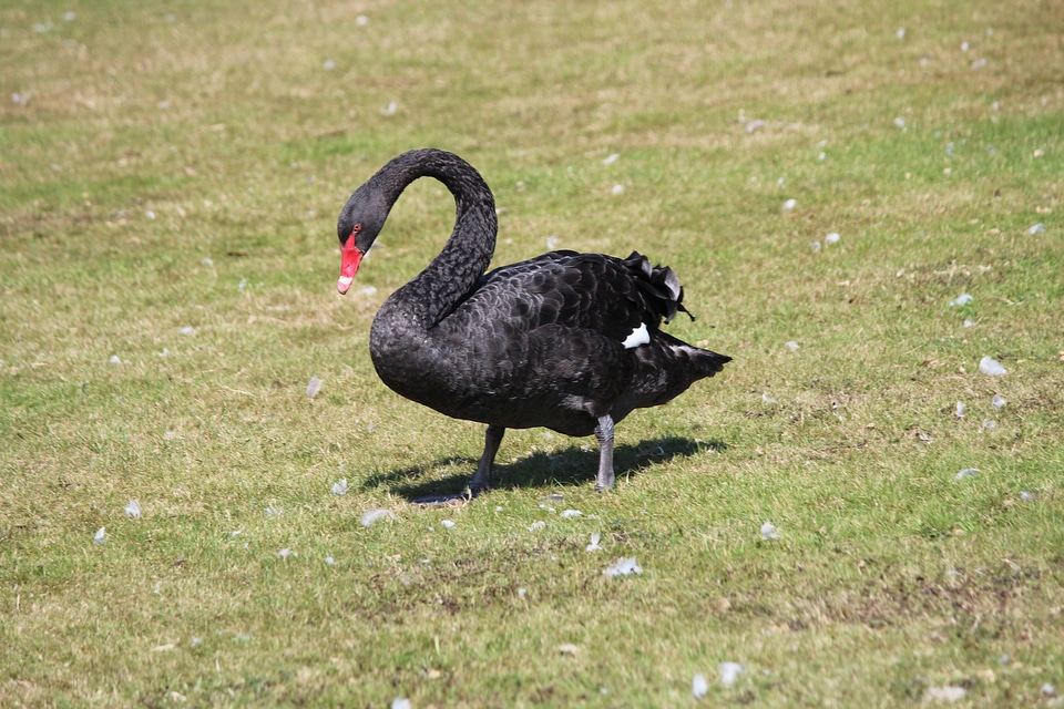 Nature animal schwimmvogel