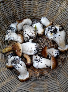 Boletus soria rich