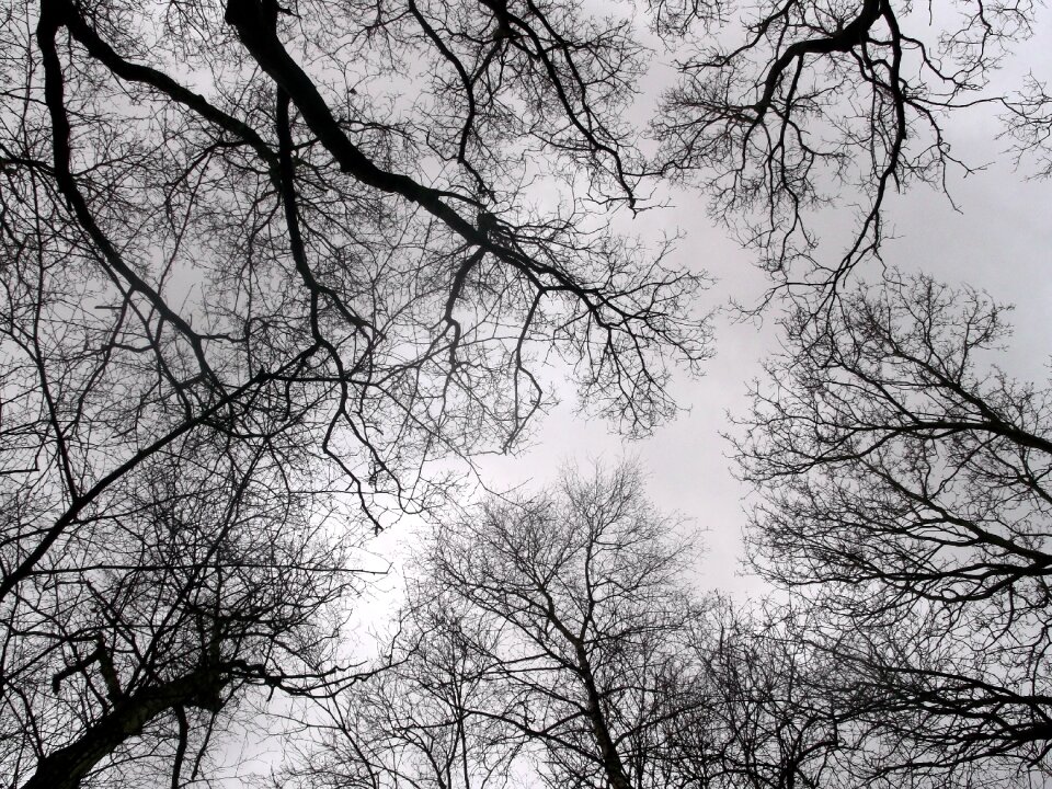Trees winter nature