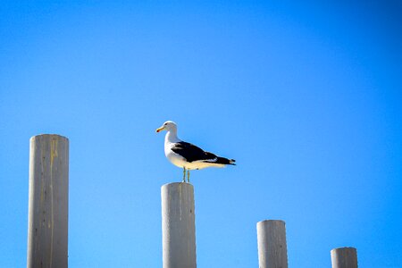 Bird los vilos bird watching