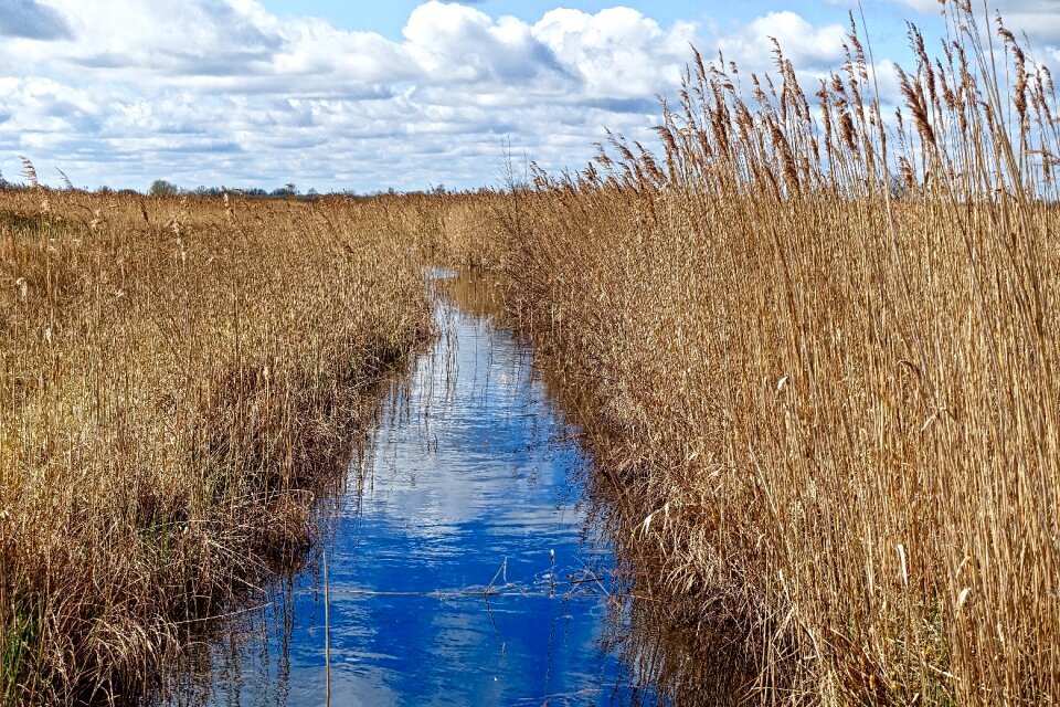 Environmental ecology brook