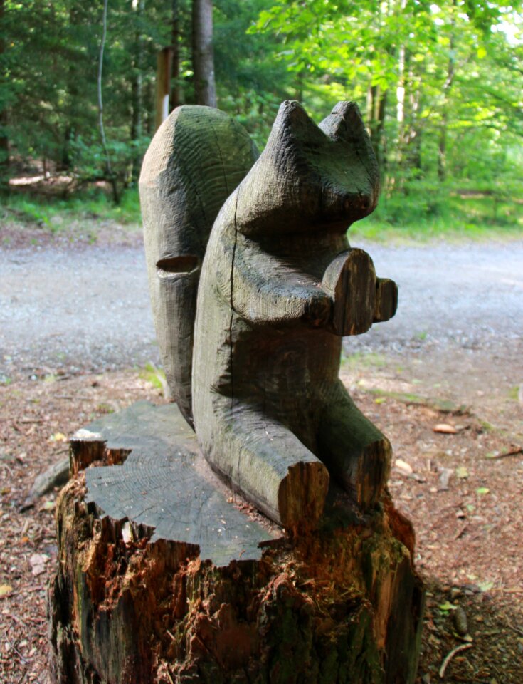 Squirrel wood forest
