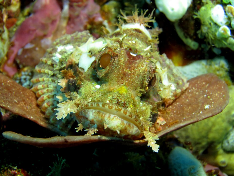 Marine stone fish phillipines