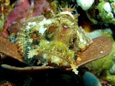 Marine stone fish phillipines