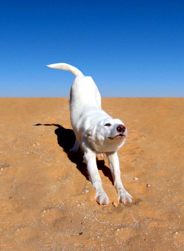 Animal canine happy