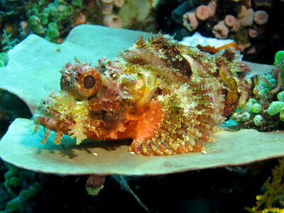 Marine stone fish phillipines