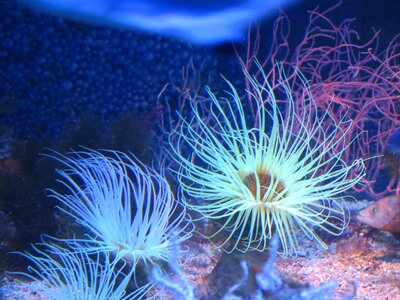 Aquarium monaco anemone