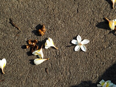 Drop white flowers photo