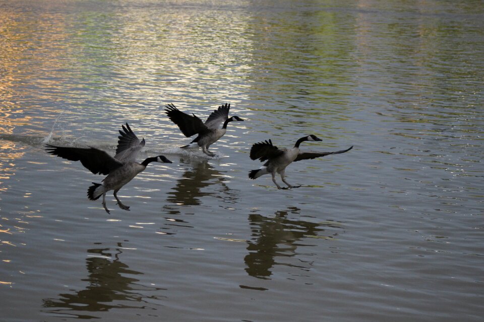 Wings bird nature photo