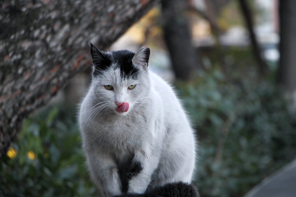 Cute sweet animal portrait