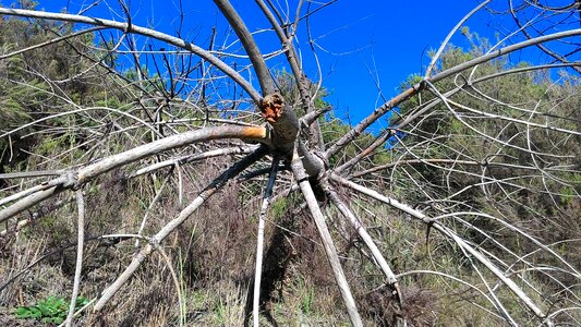 Dry branch dead dry