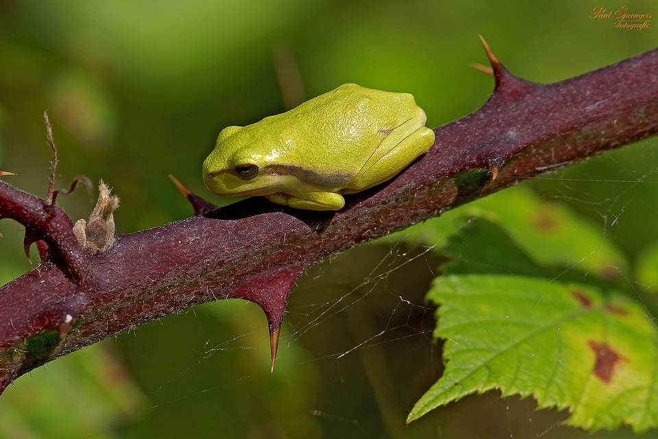 Nature mini little frog