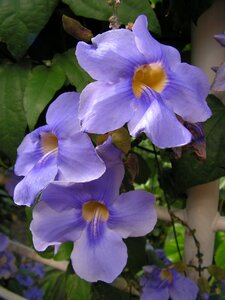 Blossomed nature plant