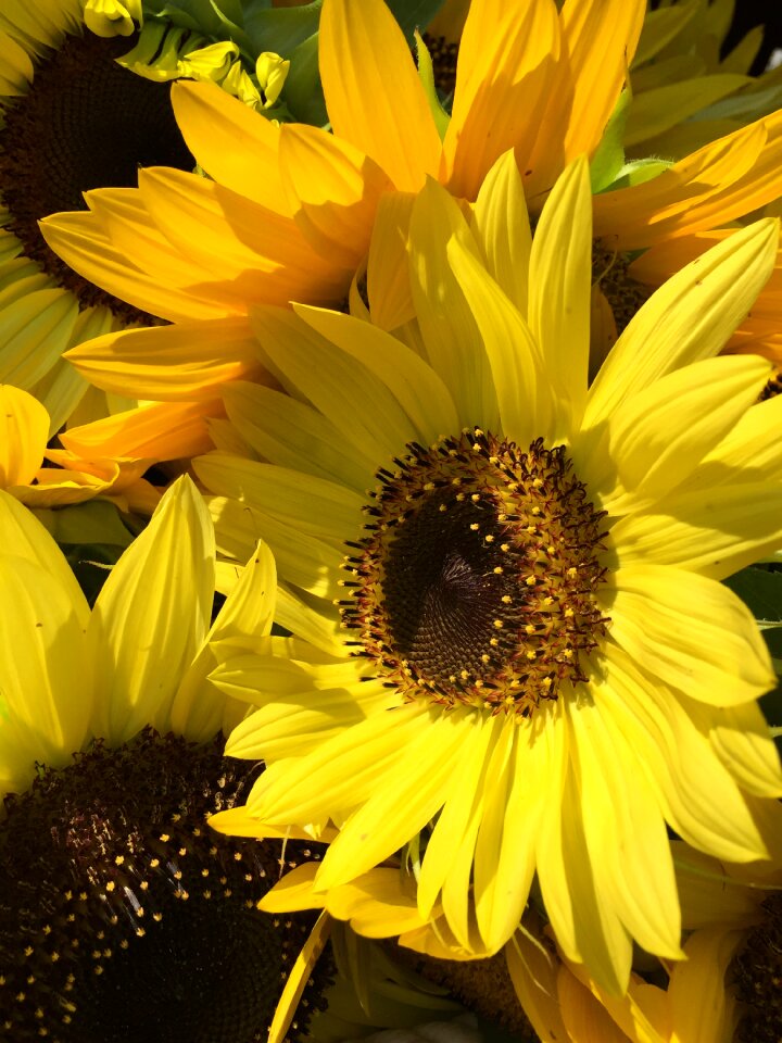 Yellow bloom