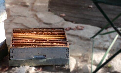 Beekeeping nature beekeeper
