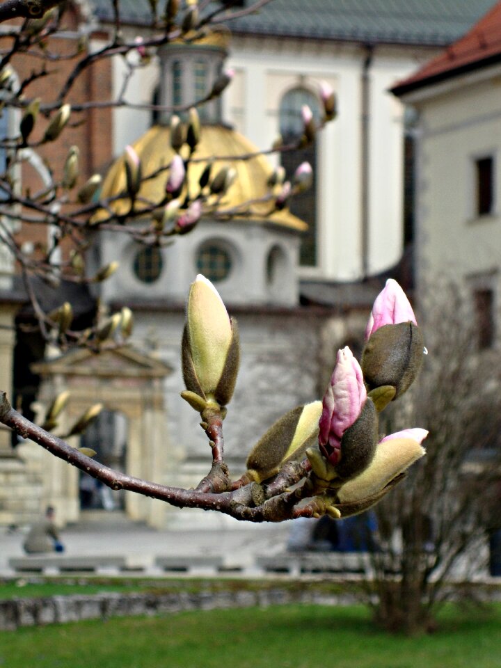 Nature blooms the buds
