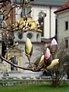 Nature blooms the buds