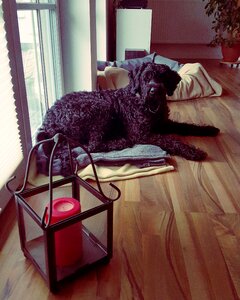 Riesenschnauzer dog black photo