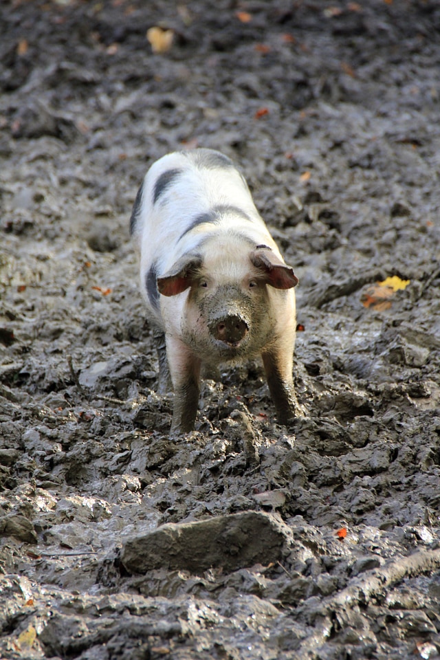 Piglet paarhufer creature