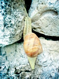 Mollusk probe land snail