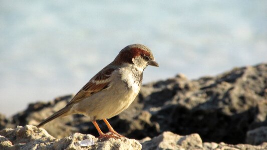 Bird nature