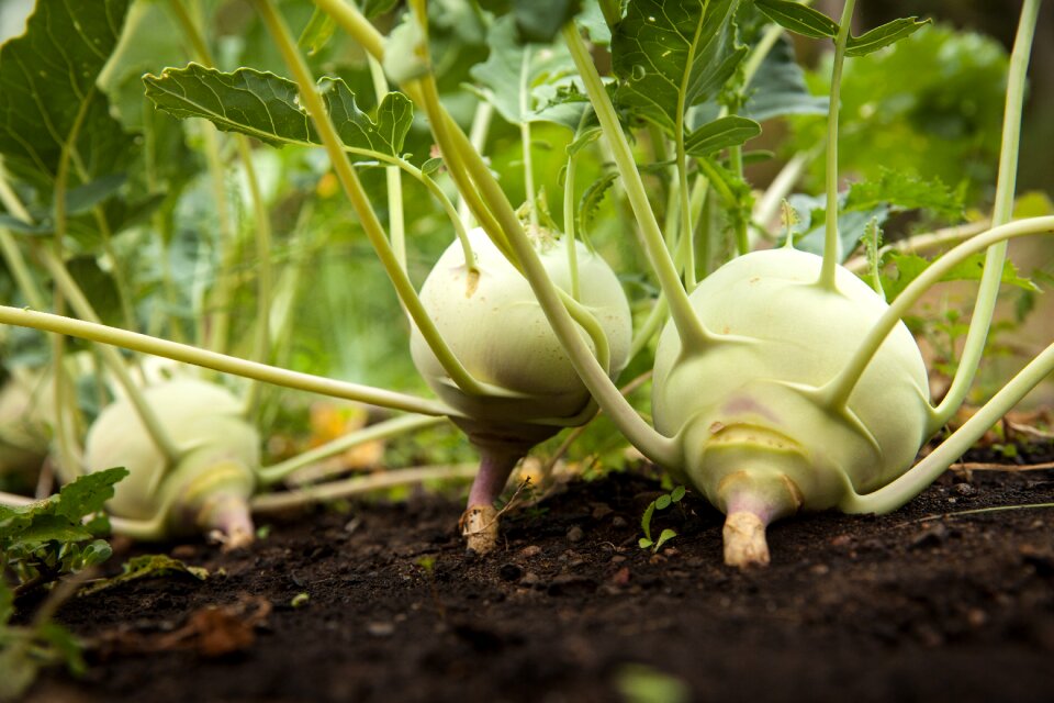 Gardening green organic