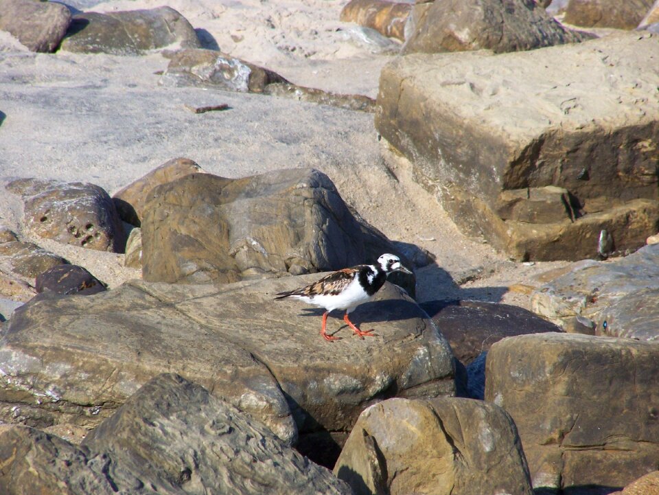 Beach turnstone the botero beach