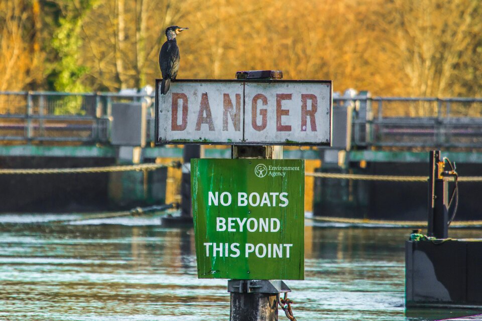 River nature cormorant