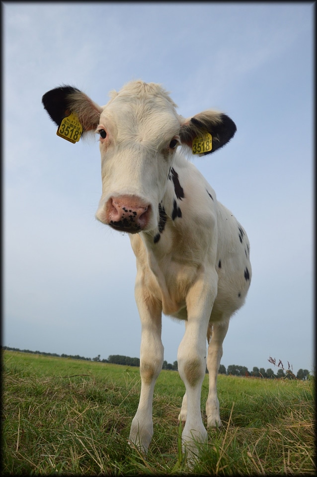 Animal cow agriculture