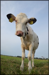 Animal cow agriculture photo